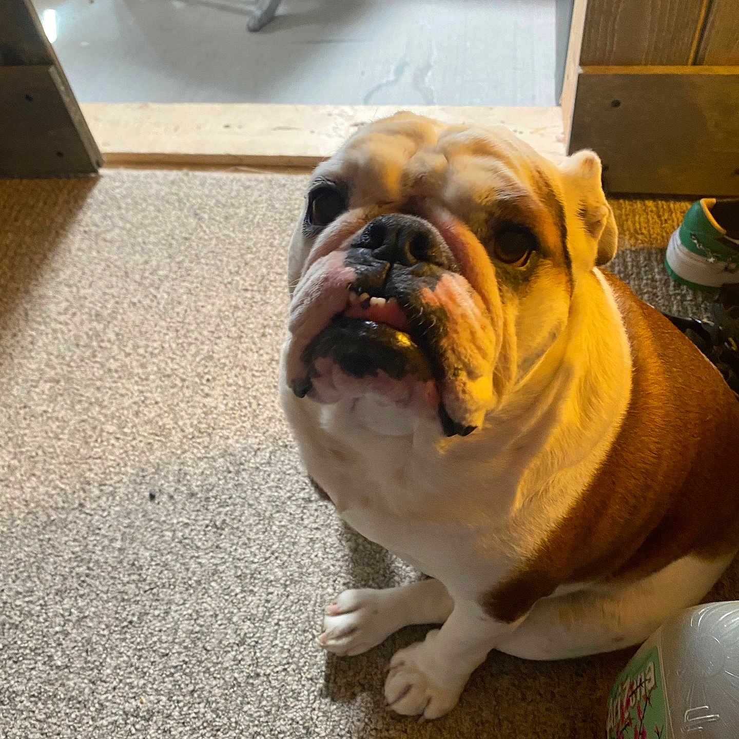 Ellie Blake is registered to the contest to win money with this photo: animal, brown_and_white, bulldog, carpet, companion, container, cute, dog, domestic, doorway, floor, friendly, household, indoor, looking_up, mammal, paw, pet, shoe, sitting