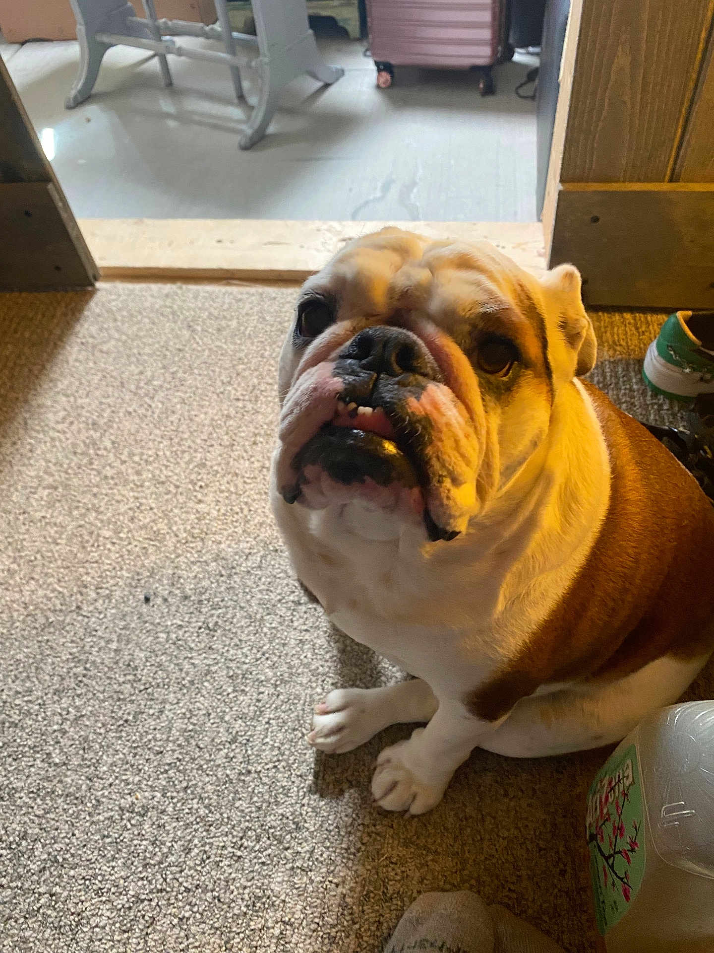 Ellie Blake is registered to the contest to win money with this photo: bulldog, dog, pet, carpet, indoor, animal, brown_and_white, sitting, looking_up, doorway, shoe, container, floor, paw, cute, household, companion, domestic, mammal, friendly