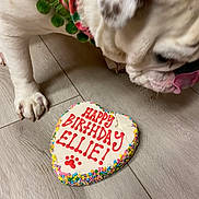 Ellie Blake joined the competition — help win amazing prizes! dog, white_dog, birthday_cookie, heart_shaped_cookie, icing, sprinkles, wooden_floor, close_up, collar, pet, sniffing, celebration, treat, paw_print, red_text, colorful, indoor, animal, cute, pet_accessory