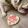 dog, white_dog, birthday_cookie, heart_shaped_cookie, icing, sprinkles, wooden_floor, close_up, collar, pet, sniffing, celebration, treat, paw_print, red_text, colorful, indoor, animal, cute, pet_accessory