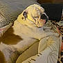 Ellie Blake is registered to the contest to win money with this photo: bulldog, dog, sleeping, bed, blanket, pillow, indoor, pet, resting, cozy, fur, white, brown, relaxed, animal, cute, companion, domestic, portrait, side_view