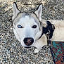 dog, husky, heterochromia, blue_eye, brown_eye, pet, animal, outdoor, gravel, harness, leash, close_up, portrait, canine, fur, face, curious, standing, looking_up, daylight