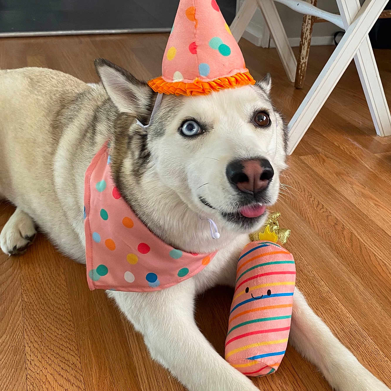 Harley joined the competition — help win amazing prizes! animal, bandana, colorful, cute, dog, floor, heterochromia, household, husky, indoor, party_hat, pet, playful, plush, polka_dot, relaxed, striped, tongue_out, toy, wooden_floor