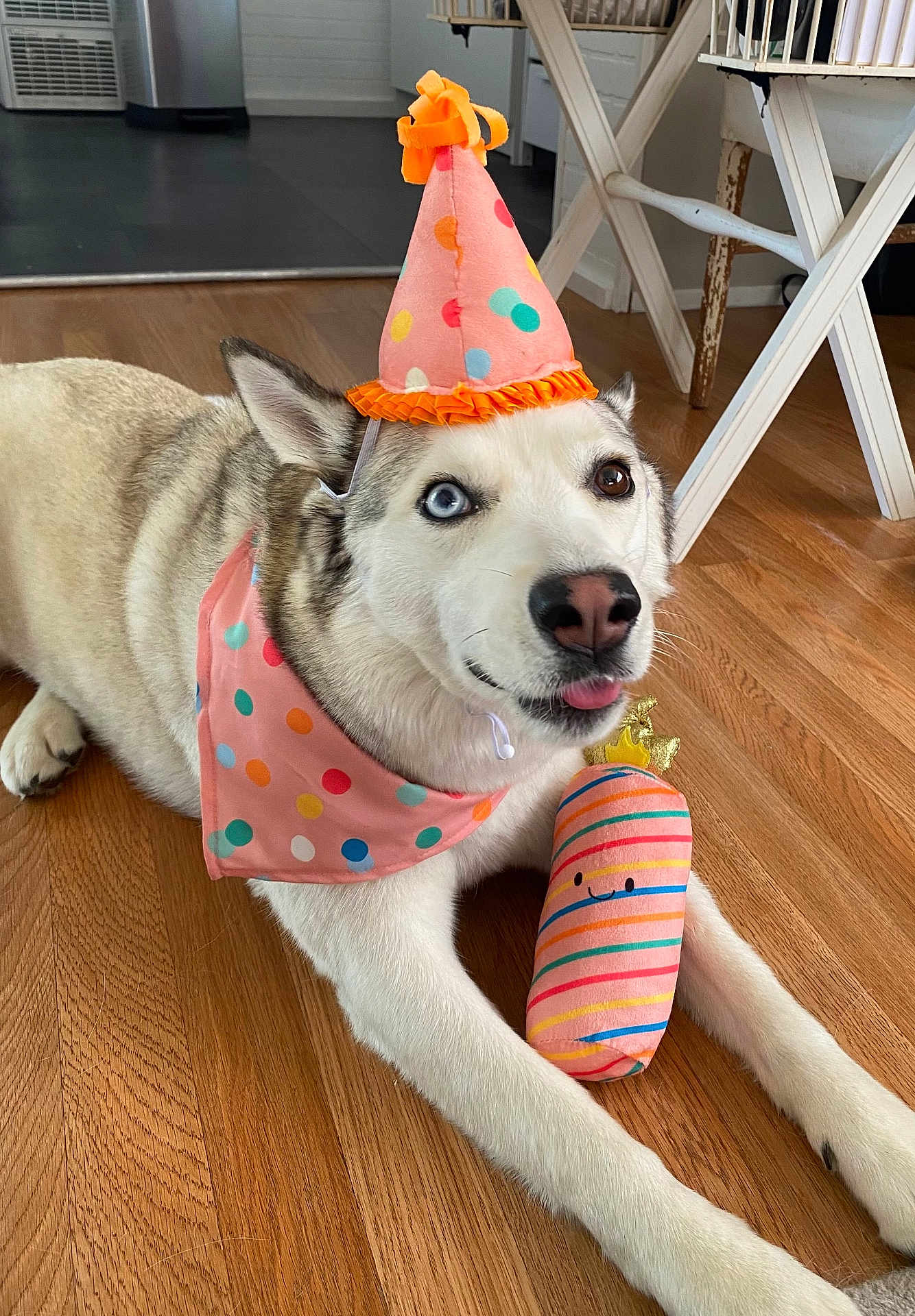 Harley joined the competition — help win amazing prizes! dog, husky, party_hat, bandana, toy, plush, floor, wooden_floor, indoor, pet, animal, playful, cute, tongue_out, heterochromia, striped, colorful, polka_dot, relaxed, household