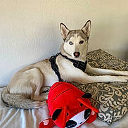 Harley joined the competition — help win amazing prizes! dog, husky, pet, animal, indoor, bed, pillow, plush_toy, red, white, gray, furniture, harness, lying_down, heterochromia, cute, cozy, resting, portrait, companion