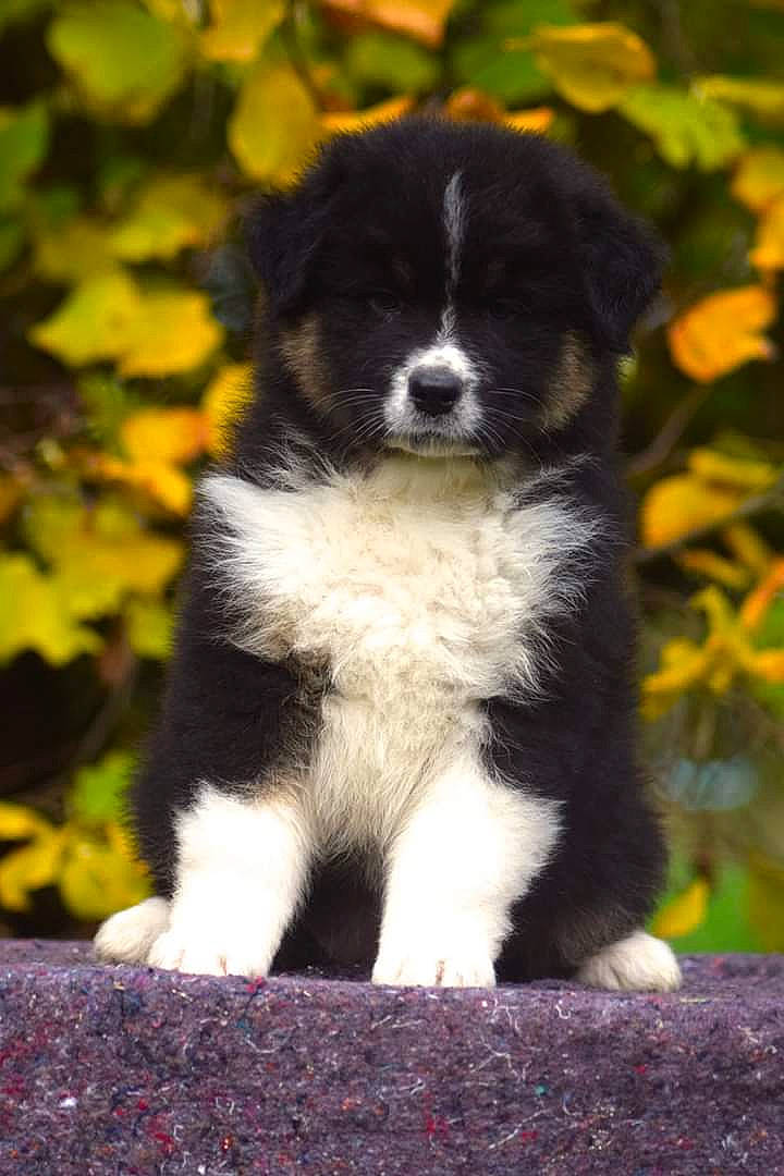 Parker a rejoint le concours — aidez-le/la à gagner de superbes lots ! akita, australian_collie, australian_shepherd, border_collie, canidae, carnivore, dog, dog_breed, mammal, miniature_australian_shepherd, puppy, rare_breed_dog, vertebrate