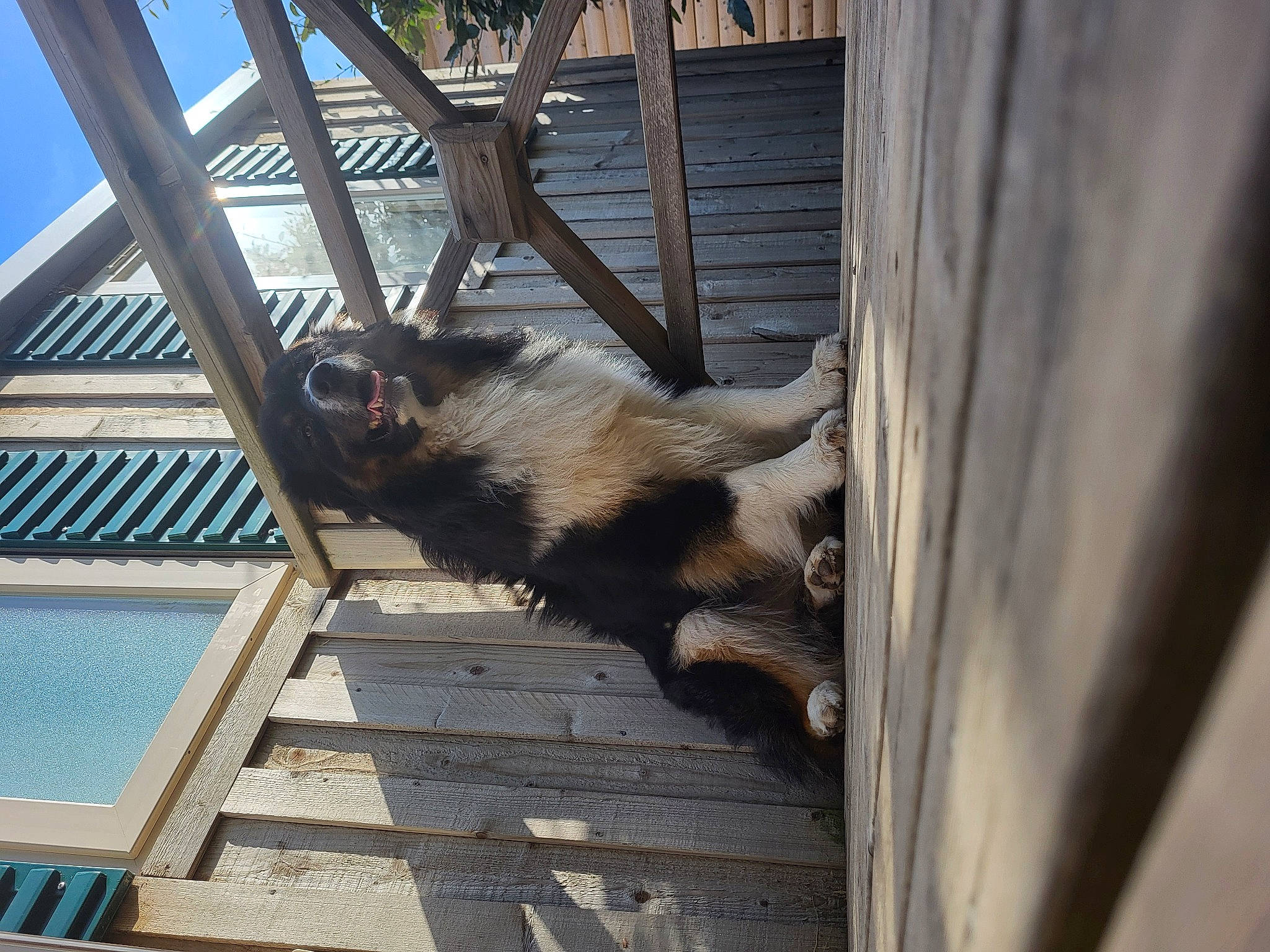 Parker participe au concours pour gagner de l'argent avec cette photo : art, daylighting, fawn, fur, macaque, metal, natural_material, shade, sky, tail, terrestrial_animal, wood