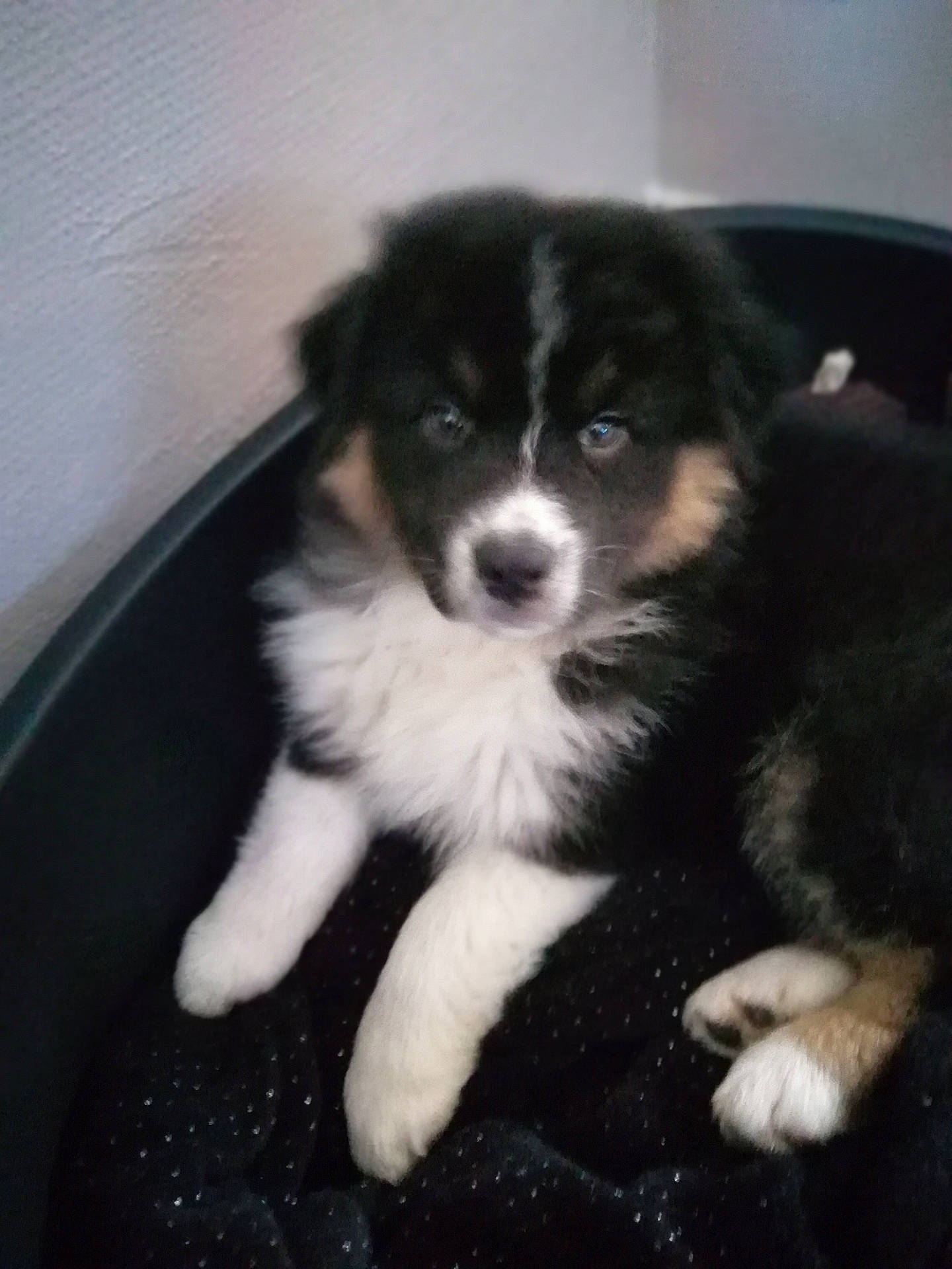 Parker participe au concours pour gagner de l'argent avec cette photo : australian_collie, australian_shepherd, border_collie, canidae, carnivore, dog, dog_breed, mammal, miniature_australian_shepherd, puppy, rare_breed_dog, siberian_husky, sporting_group, vertebrate