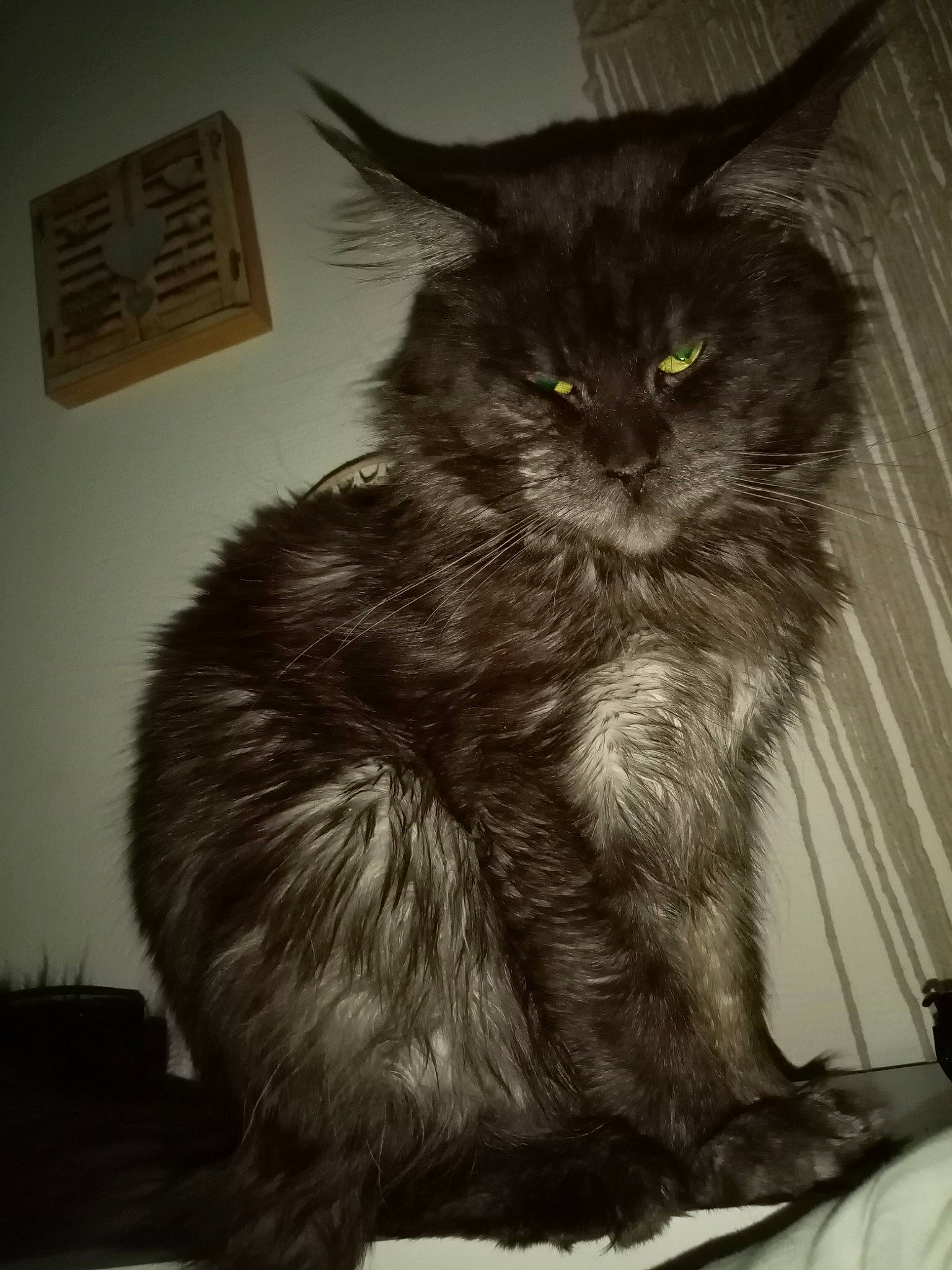 Néo a rejoint le concours — aidez-le/la à gagner de superbes lots ! asian, asian_semi_longhair, black_cat, british_longhair, british_semi_longhair, carnivore, cat, domestic_long_haired_cat, fawn, felidae, fur, kitten, maine_coon, mammal, norwegian_forest_cat, persian, small_to_medium_sized_cats, tail, vertebrate, whiskers