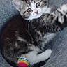 animal, ball, cat, cozy, cute, ears, feline, fur, gray_bed, indoor, kitten, looking_at_camera, paw, pet, playful, relaxed, tabby, toy, whiskers, young