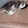 Suschi participe au concours pour gagner de l'argent avec cette photo : animal, blanket, cat, couch, cozy, cute, domestic, fur, furniture, home, indoor, kitten, nap, pet, pillow, relaxation, rest, sleeping, small, soft