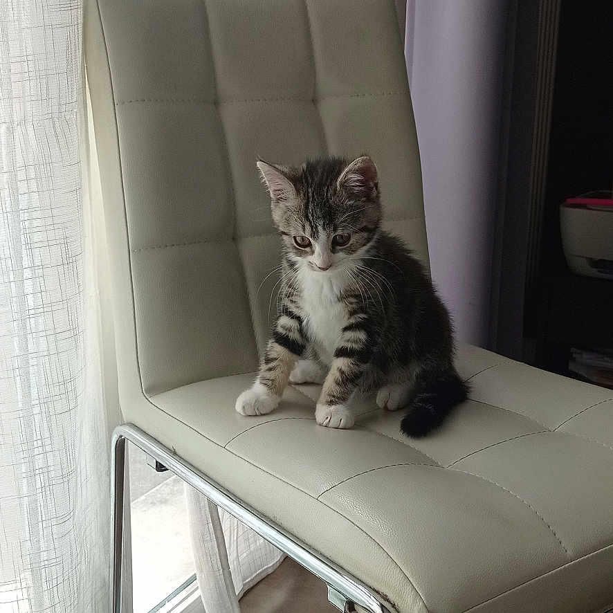 Suschi a rejoint le concours — aidez-le/la à gagner de superbes lots ! kitten, cat, chair, white_chair, indoor, window, curtain, toy, string_toy, floor, sunlight, pet, feline, small_animal, domestic_animal, playful, cute, resting, modern_furniture, chrome_legs