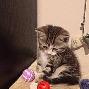 Suschi participe au concours pour gagner de l'argent avec cette photo : beige, cat, corner, curious, cute, feline, indoor, kitten, pet, purple_ball, red_ball, shadow, sitting, small, soft_surface, tabby, toy_ball, wall, wooden_panel, young_animal