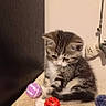 beige, cat, corner, curious, cute, feline, indoor, kitten, pet, purple_ball, red_ball, shadow, sitting, small, soft_surface, tabby, toy_ball, wall, wooden_panel, young_animal