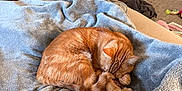 Cheese is registered to the contest to win money with this photo: cat, orange_tabby, sleeping, blanket, cozy, indoor, pet, feline, curled_up, napping, fur, domestic_animal, soft_texture, resting, living_room, television, furniture, plush, animal, quiet