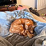 cat, orange_tabby, sleeping, blanket, cozy, indoor, pet, feline, curled_up, napping, fur, domestic_animal, soft_texture, resting, living_room, television, furniture, plush, animal, quiet