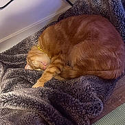 Cheese is registered to the contest to win money with this photo: cat, orange_cat, sleeping, curled_up, blanket, fur, pet, domestic_animal, cozy, resting, indoor, floor, wood_floor, collar, feline, cute, animal, relaxation, comfort, nap