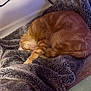 cat, orange_cat, sleeping, curled_up, blanket, fur, pet, domestic_animal, cozy, resting, indoor, floor, wood_floor, collar, feline, cute, animal, relaxation, comfort, nap