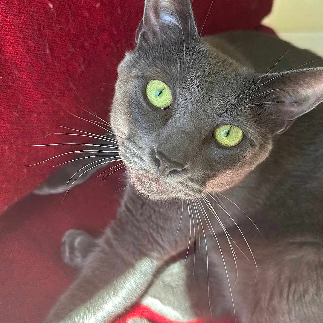Grieseldo is registered to the contest to win money with this photo: animal, cat, closeup, curious, cute, domestic_cat, feline, fur, gray_cat, green_eyes, indoor, looking_up, pet, portrait, red_background, relaxed, resting, soft_light, texture, whiskers