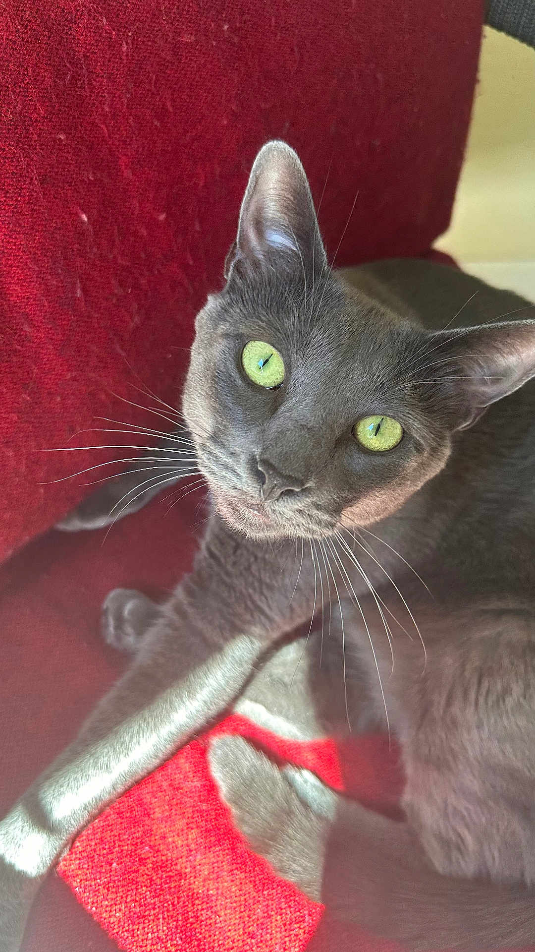 Grieseldo is registered to the contest to win money with this photo: cat, gray_cat, green_eyes, whiskers, closeup, pet, feline, indoor, red_background, texture, relaxed, looking_up, fur, animal, cute, domestic_cat, portrait, soft_light, resting, curious