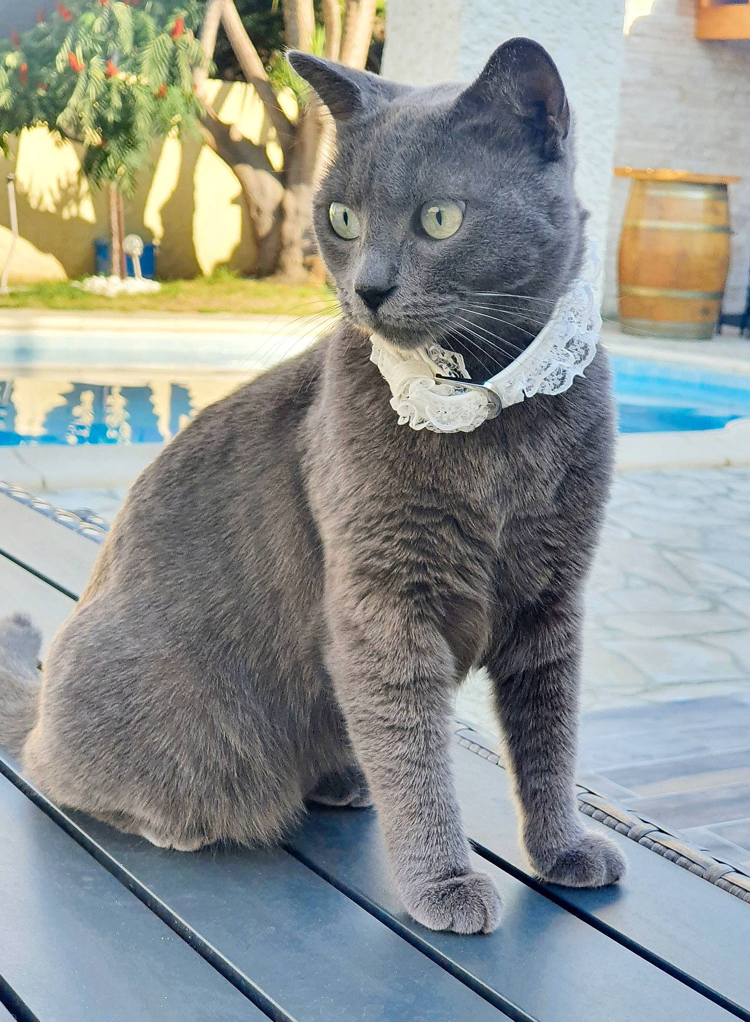 Nougatine a rejoint le concours — aidez-le/la à gagner de superbes lots ! art, carnivore, cat, claw, domestic_short_haired_cat, electric_blue, felidae, flowerpot, fur, grey, houseplant, paw, plant, russian_blue, small_to_medium_sized_cats, snout, tail, terrestrial_animal, whiskers