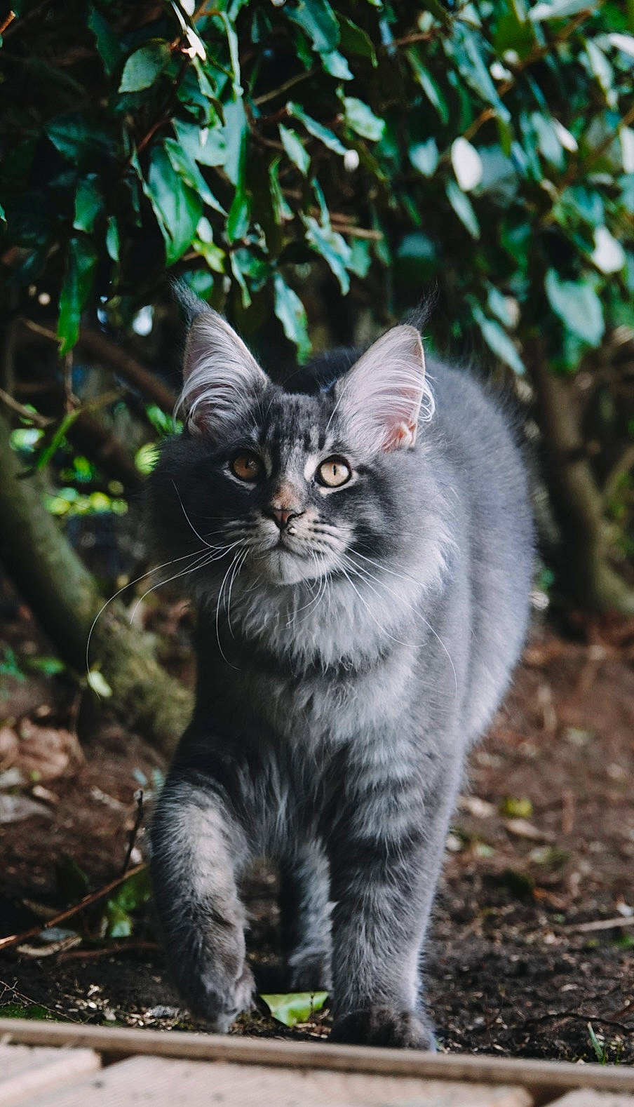 Kiro a rejoint le concours — aidez-le/la à gagner de superbes lots ! automotive_tire, black_cat, carnivore, cat, domestic_short_haired_cat, felidae, fur, grass, groundcover, paw, plant, sitting, small_to_medium_sized_cats, snout, soil, tail, terrestrial_animal, tree, whiskers, wildlife