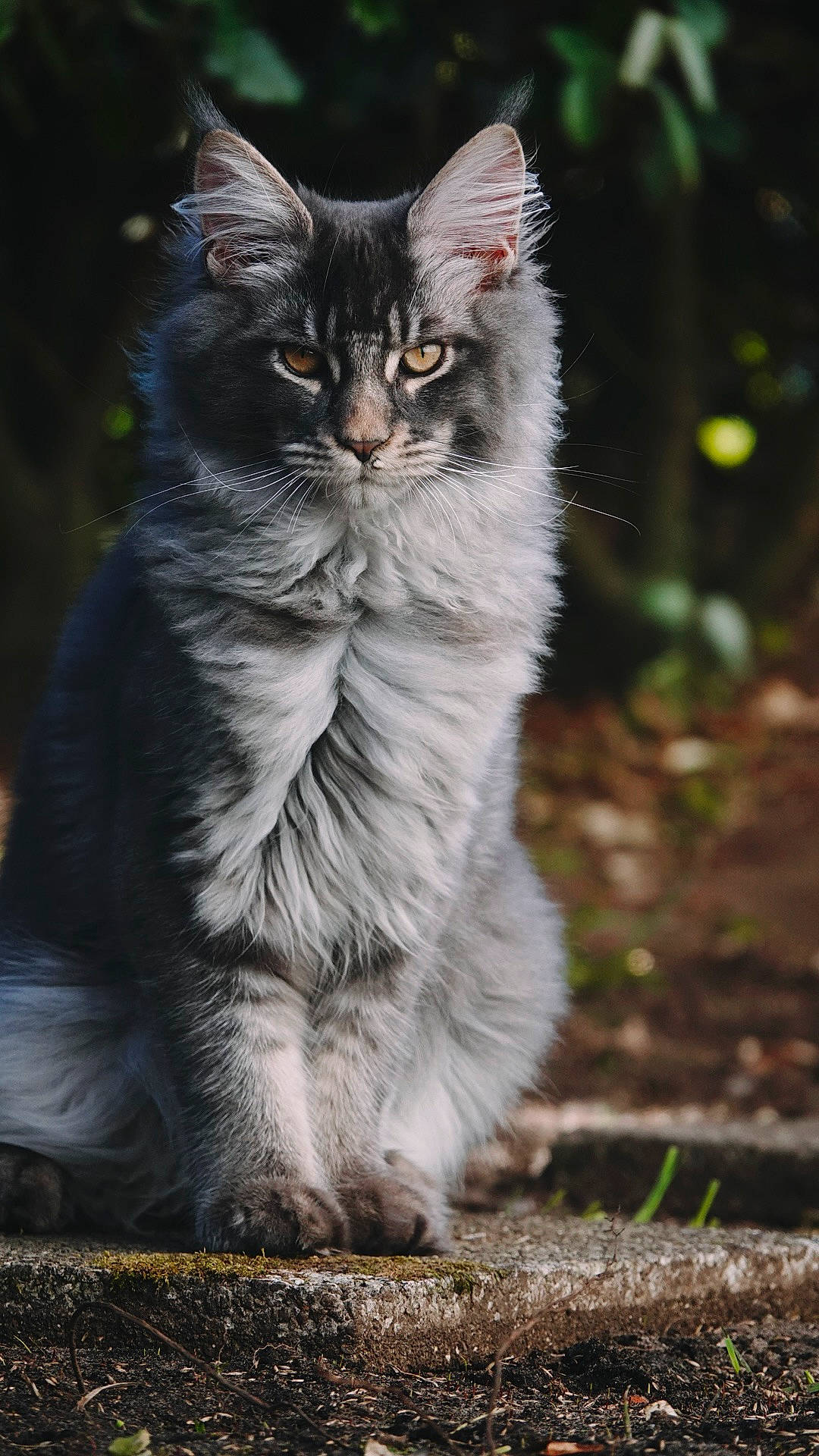 Kiro participe au concours pour gagner de l'argent avec cette photo : british_longhair, carnivore, cat, darkness, domestic_short_haired_cat, felidae, fur, grass, maine_coon, small_to_medium_sized_cats, snout, tail, terrestrial_animal, whiskers, wildlife