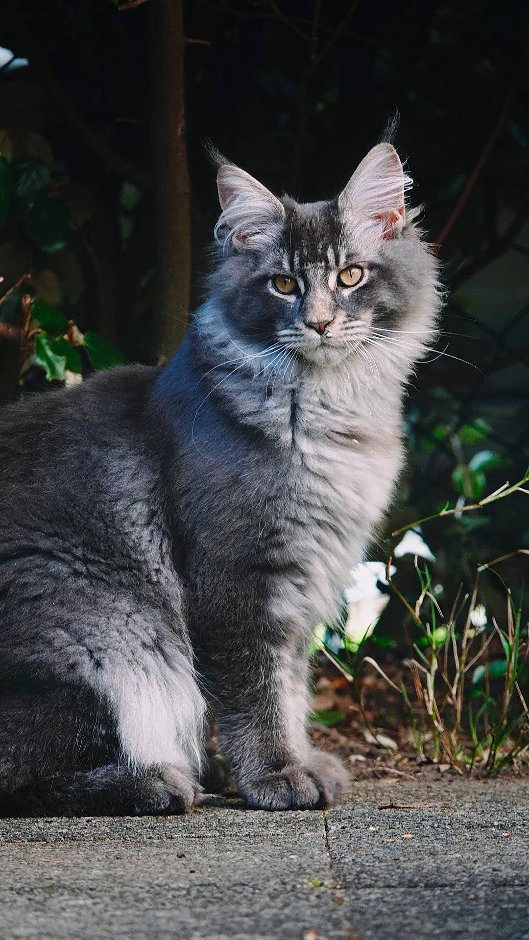 Kiro participe au concours pour gagner de l'argent avec cette photo : carnivore, cat, domestic_short_haired_cat, felidae, fur, grass, grey, leaf, plant, road_surface, sitting, small_to_medium_sized_cats, tail, terrestrial_animal, tree, whiskers, wildlife