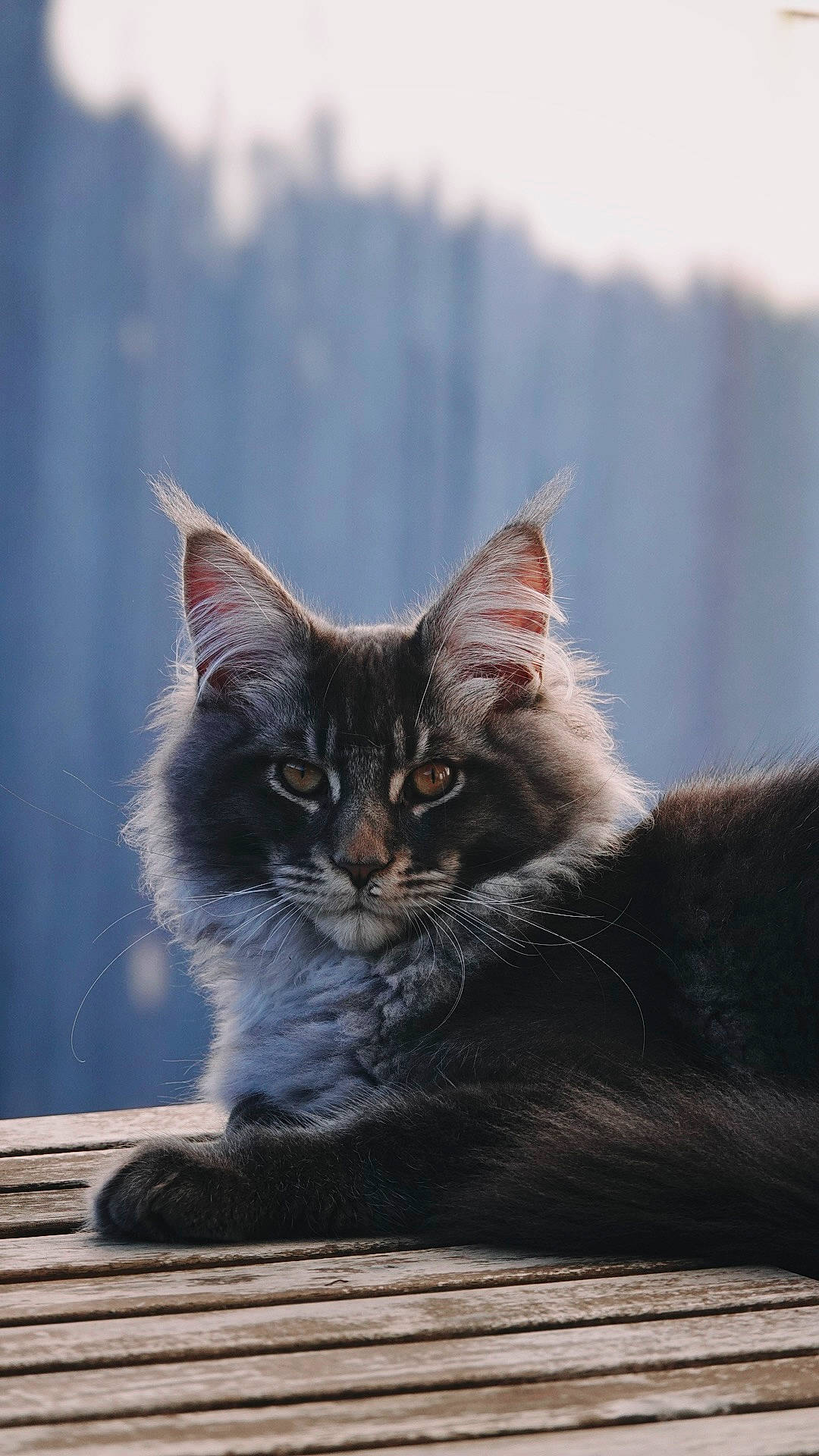 Kiro a rejoint le concours — aidez-le/la à gagner de superbes lots ! carnivore, cat, claw, domestic_short_haired_cat, eye, felidae, fur, maine_coon, paw, sitting, sky, small_to_medium_sized_cats, snout, tail, whiskers, wildlife, wood