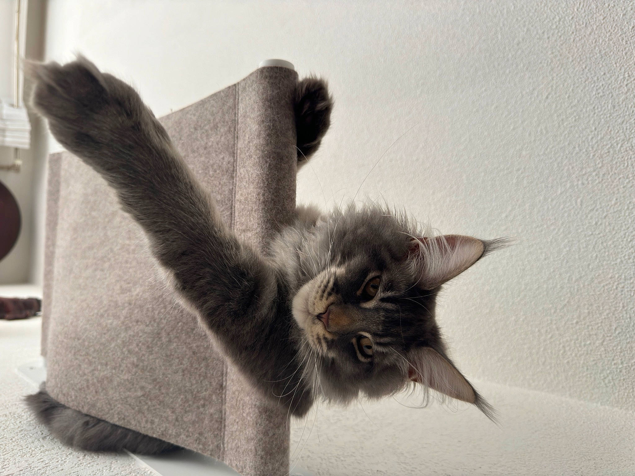 Kiro participe au concours pour gagner de l'argent avec cette photo : black_cat, carnivore, cat, comfort, couch, domestic_short_haired_cat, felidae, fur, gesture, grey, monochrome, monochrome_photography, paw, plant, room, small_to_medium_sized_cats, tail, tree, whiskers, window