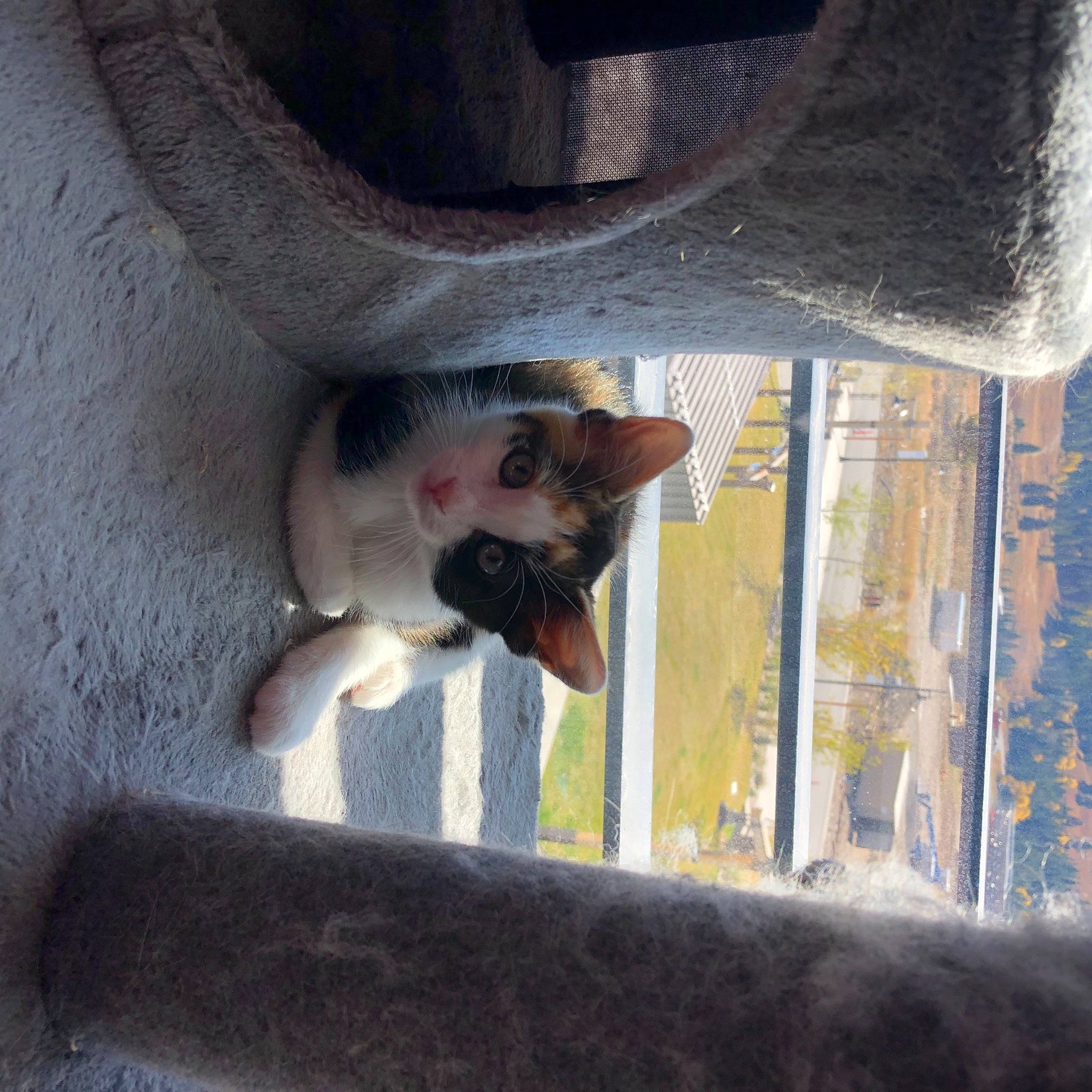 Abigale joined the competition — help win amazing prizes! auto_part, automotive_exterior, automotive_lighting, automotive_mirror, automotive_tire, automotive_window_part, bumper, carnivore, dog, dog_breed, fawn, felidae, fender, pet_supply, snout, tail, tints_and_shades, vehicle_door, window, windshield