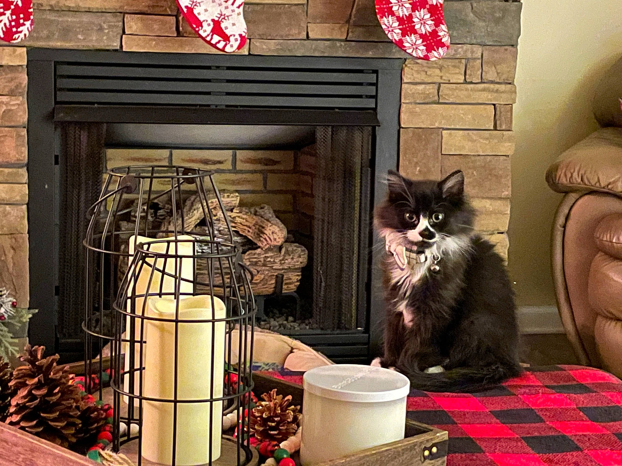 Felix joined the competition — help win amazing prizes! carnivore, cat, domestic_short_haired_cat, door, drawer, felidae, fur, gas, interior_design, lamp, living_room, plaid, room, shelf, small_to_medium_sized_cats, snapshot, tail, tartan, whiskers, wood