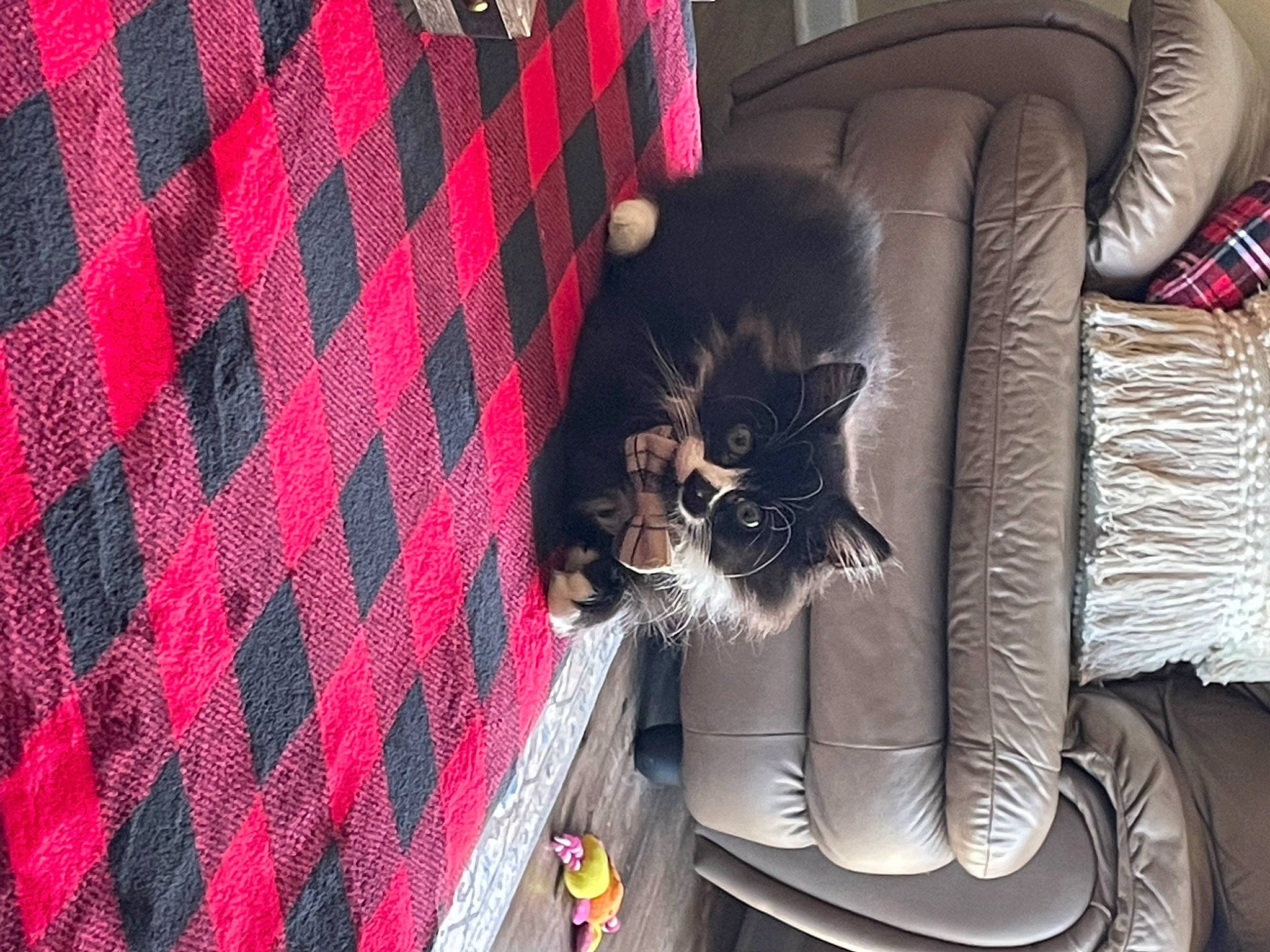 Felix is registered to the contest to win money with this photo: armrest, auto_part, automotive_lighting, automotive_tire, carmine, carnivore, cat, comfort, event, felidae, flooring, fur, living_room, magenta, pattern, plaid, small_to_medium_sized_cats, tartan, textile, whiskers