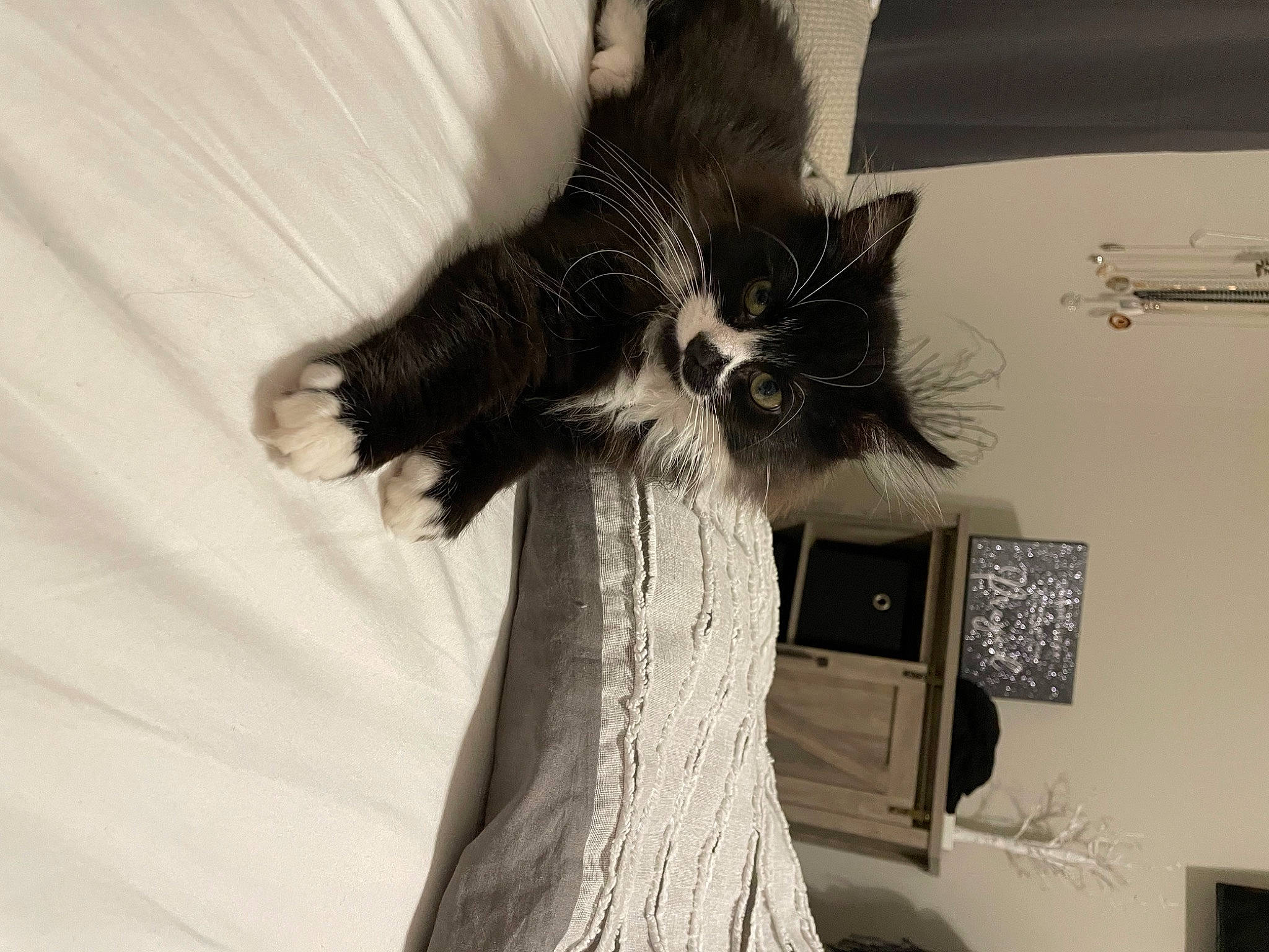 Felix joined the competition — help win amazing prizes! art, bed, black_cat, carnivore, cat, comfort, domestic_short_haired_cat, feather, felidae, fur, grey, monochrome_photography, paw, picture_frame, small_to_medium_sized_cats, tail, tree, trunk, whiskers, wood