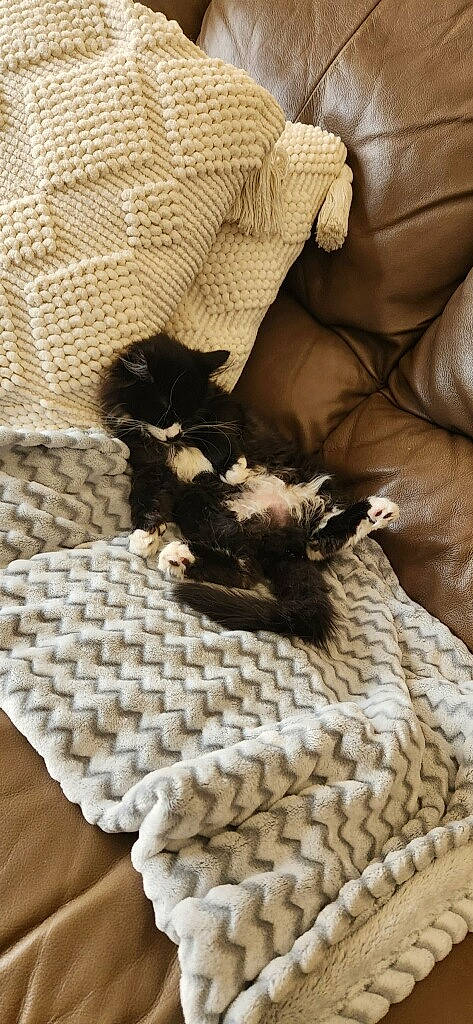 Felix joined the competition — help win amazing prizes! basket, carnivore, cat, comfort, domestic_short_haired_cat, fawn, felidae, flooring, fur, grey, hardwood, linens, pattern, small_to_medium_sized_cats, tail, terrestrial_animal, whiskers, wood, woolen, woven_fabric