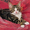 alert, animal, cat, cozy, cute, domestic_animal, ears, feline, fur, indoors, lying_down, pattern, paws, pet, portrait, red_blanket, relaxed, resting, tabby, whiskers