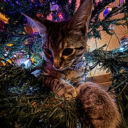 Miku is registered to the contest to win money with this photo: animal, cat, christmas, christmas_tree, close_up, curious, cute, decorations, feline, festive, greenery, holiday_lights, indoor, kitten, lighting, ornaments, paw, pet, playful, tabby