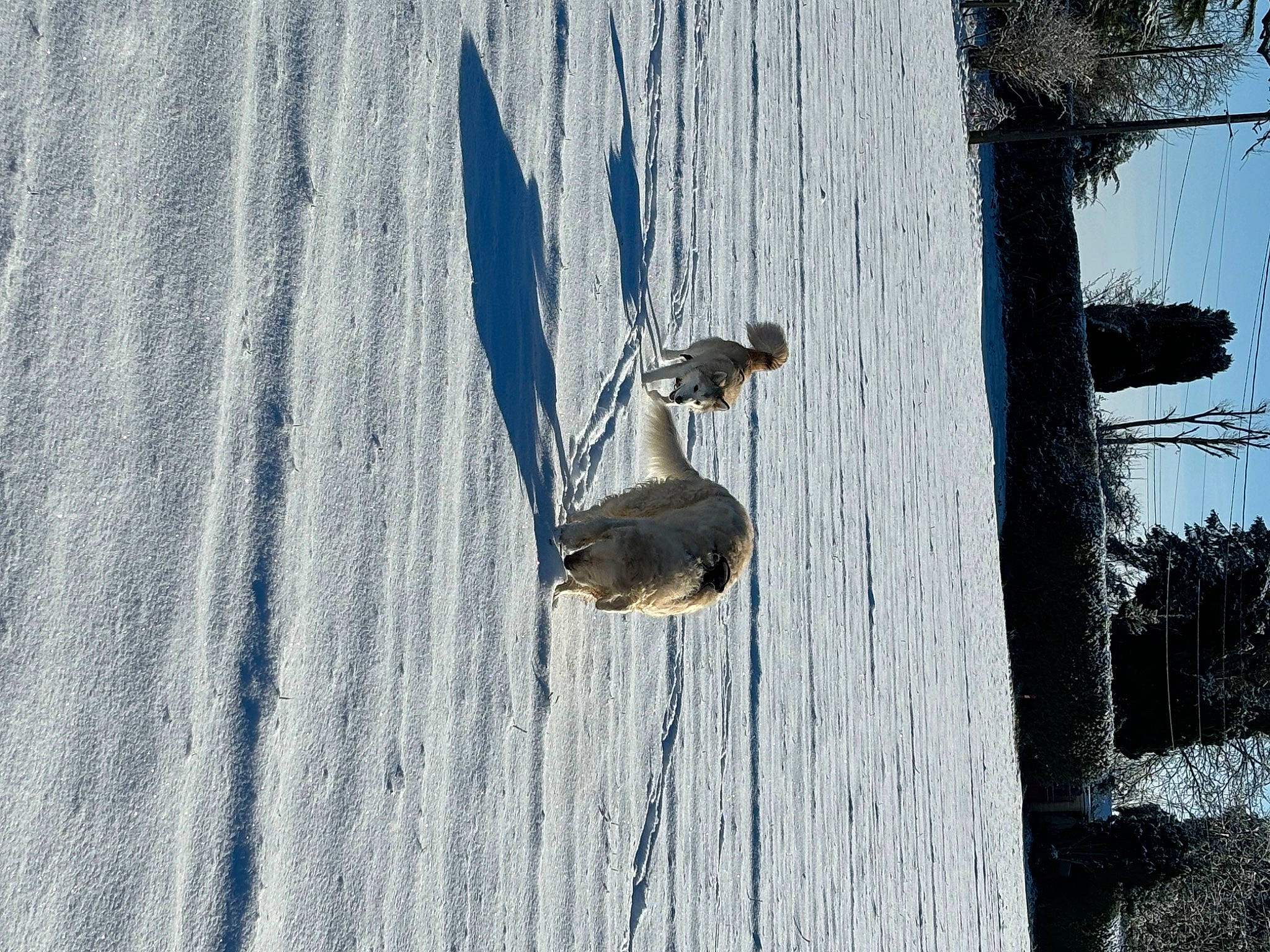 Kira participe au concours pour gagner de l'argent avec cette photo : _geese_and_swans, beak, bird, duck, ducks, electric_blue, freezing, lake, plant, reflection, snow, tail, tree, trunk, twig, water, water_bird, waterfowl, wildlife, winter
