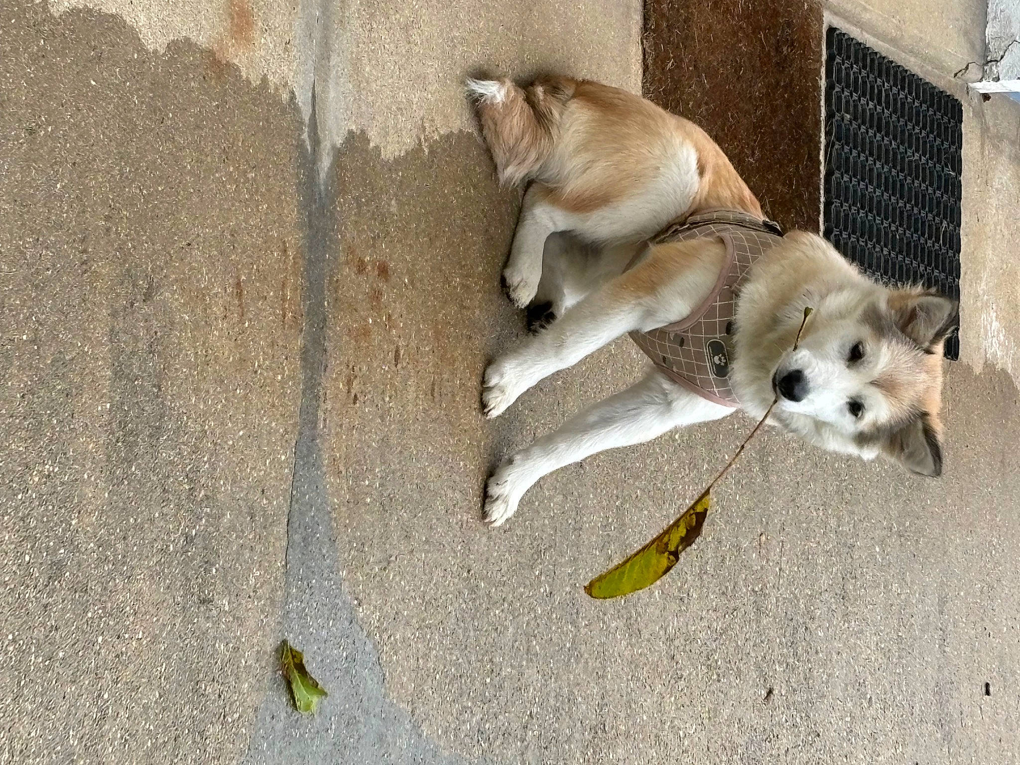 Kira a rejoint le concours — aidez-le/la à gagner de superbes lots ! animal_shelter, canidae, carnivore, companion_dog, dog, dog_breed, dog_supply, fawn, fence, fur, paw, pet_supply, road_surface, sidewalk, snout, sporting_group, street_dog, tail, toy_dog, working_animal