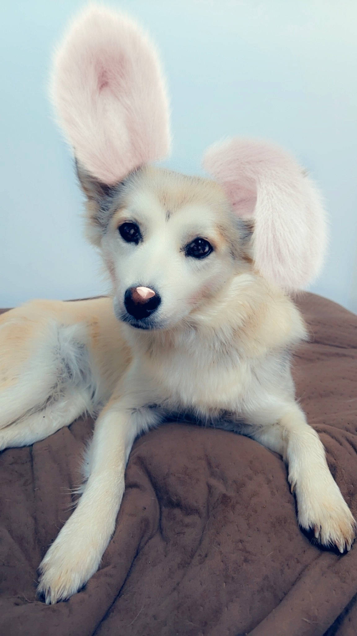 Kira participe au concours pour gagner de l'argent avec cette photo : canidae, carnivore, companion_dog, dog, dog_breed, dog_supply, ear, fawn, fur, happy, paw, puppy, snout, sporting_group, tail, toy, toy_dog, whiskers, wing, working_animal