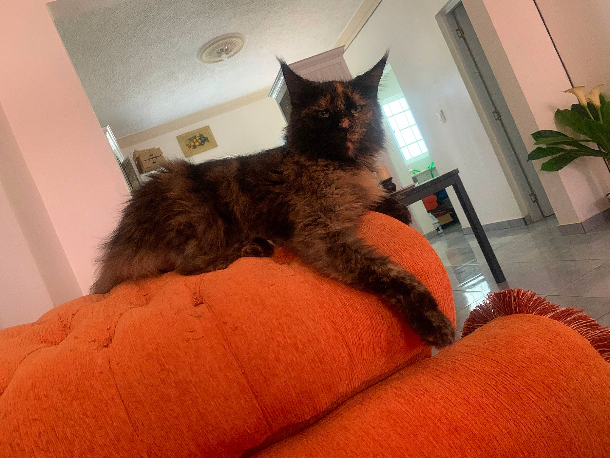 Pixel participe au concours pour gagner de l'argent avec cette photo : bed, black_cat, carnivore, cat, chair, comfort, couch, domestic_short_haired_cat, felidae, flooring, flowerpot, fur, houseplant, metal, plant, room, small_to_medium_sized_cats, tail, tree, whiskers