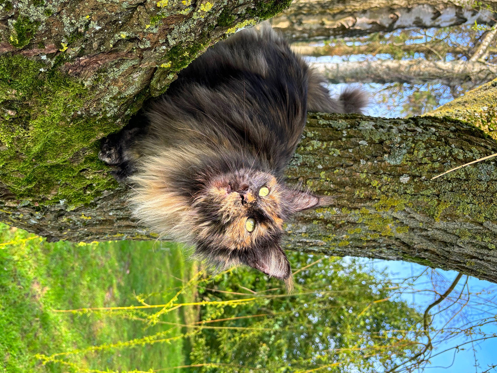 Pixel a rejoint le concours — aidez-le/la à gagner de superbes lots ! bat, beak, canidae, carnivore, fur, grass, palm_tree, plant, rodent, skunk, sky, tail, terrestrial_animal, tree, trunk, twig, wildlife, wood