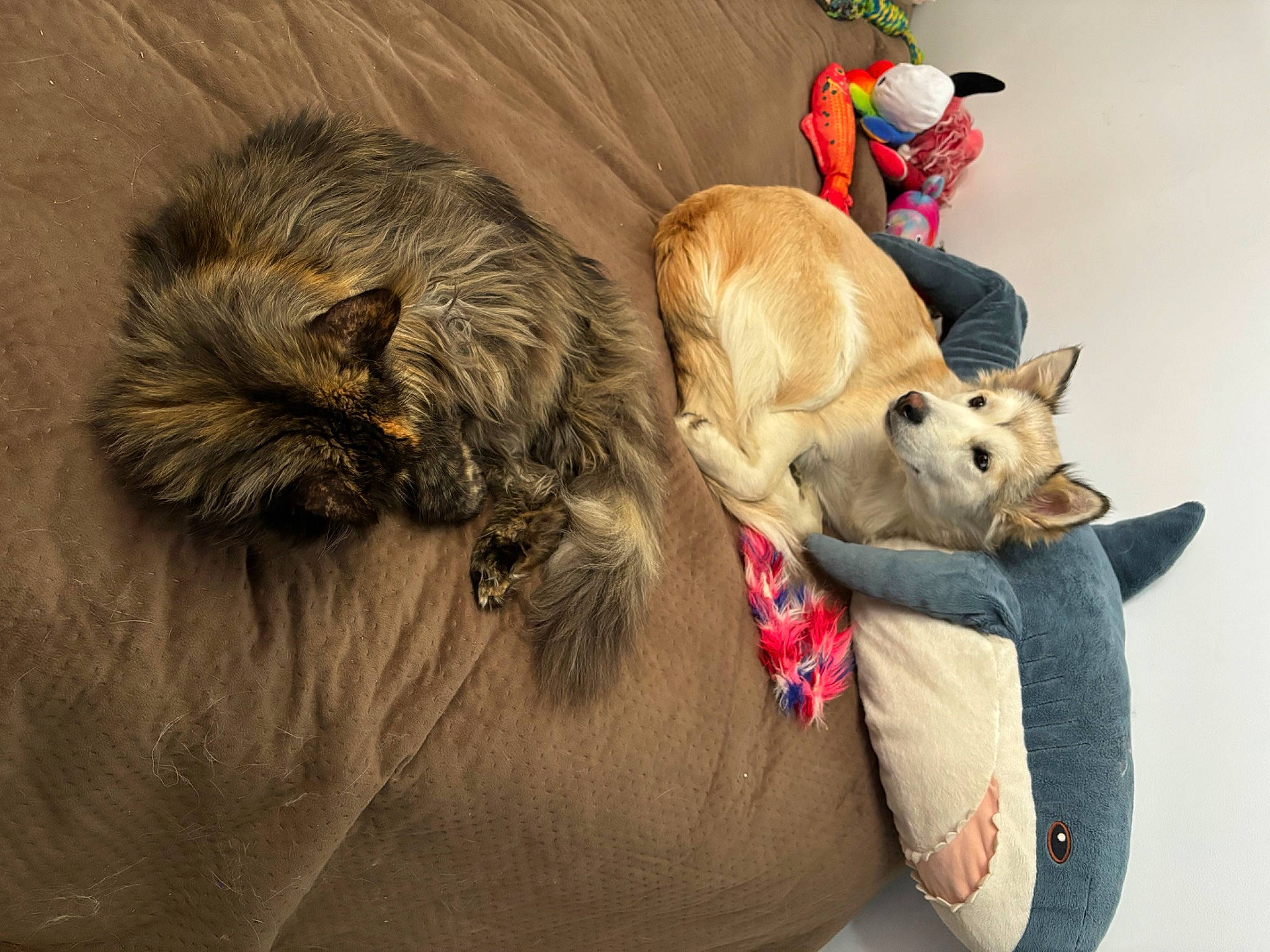 Pixel a rejoint le concours — aidez-le/la à gagner de superbes lots ! carnivore, collar, comfort, companion_dog, couch, dog, dog_breed, dog_supply, fawn, felidae, fur, luggage_and_bags, paw, small_to_medium_sized_cats, snout, sporting_group, stuffed_toy, toy, whiskers, working_animal