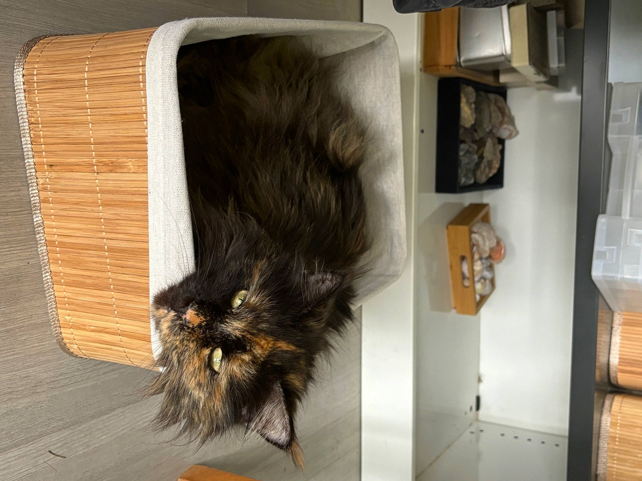 Pixel participe au concours pour gagner de l'argent avec cette photo : brown, canidae, carnivore, claw, dog_breed, felidae, flooring, fur, hardwood, liver, natural_material, small_to_medium_sized_cats, sporting_group, tail, whiskers, wood