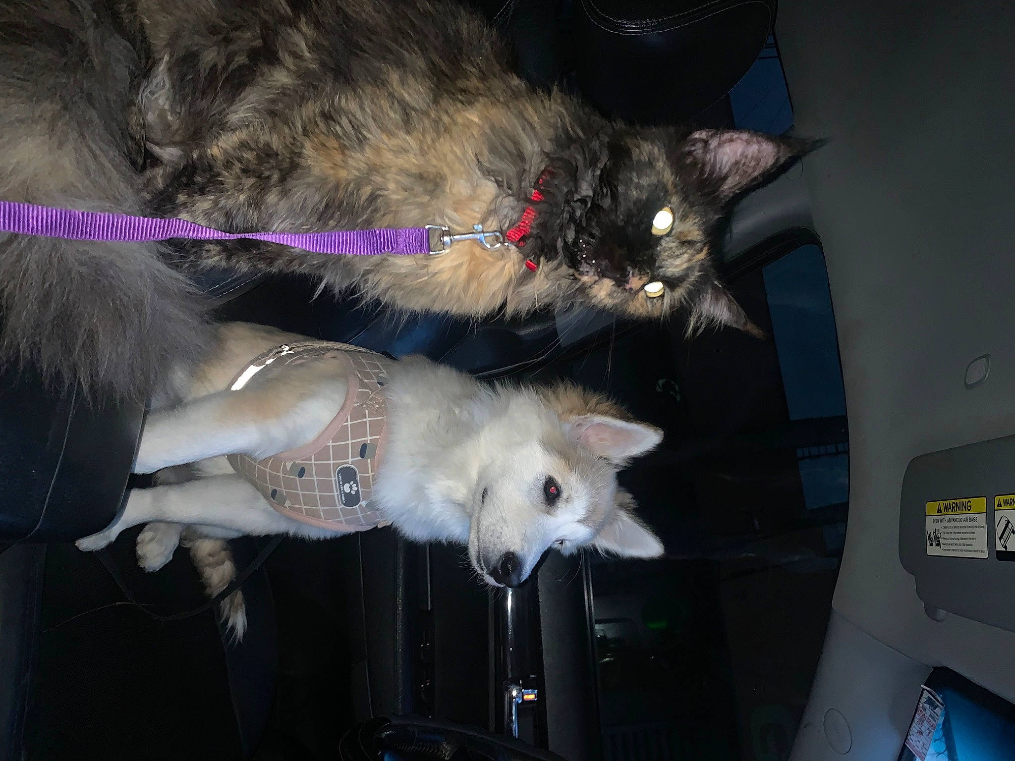 Pixel participe au concours pour gagner de l'argent avec cette photo : canidae, carnivore, cat, claw, collar, darkness, dog_breed, domestic_short_haired_cat, event, felidae, fur, paw, small_to_medium_sized_cats, snout, tail, whiskers