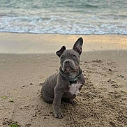 Adëss participe au concours pour gagner de l'argent avec cette photo : animal, beach, canine, collar, cute, dog, fur, gray, nature, ocean, outdoor, pet, puppy, sand, serious, sitting, sunset, water, waves, young
