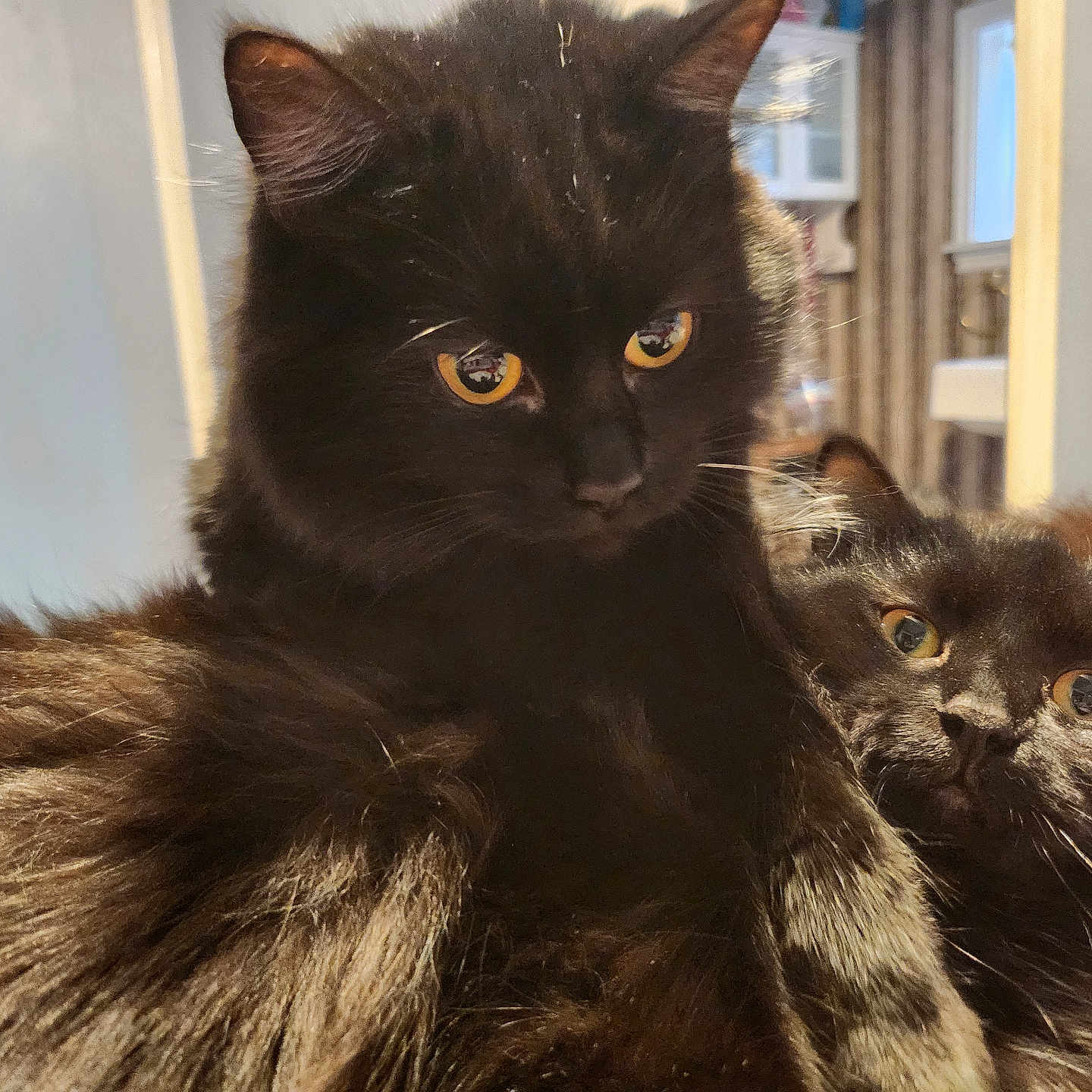 Serenity And Stormy joined the competition — help win amazing prizes! abyssinian, angora, animal, blackcat, brasssection, cat, horn, kitten, manx, musicalinstrument, pet