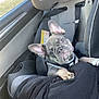 animal, black_blanket, blanket, car, car_seat, child_seat, curious, cute, dog, ears, french_bulldog, front_seat, inside, pet, puppy, resting, seatbelt, travel, vehicle, window
