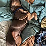 Bleu is registered to the contest to win money with this photo: animal, bed, blanket, blue, brown, canine, collar, comfort, cozy, cute, dog, domestic_animal, fur, indoor, mammal, paw, pet, relaxed, resting, sleeping