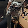 accessory, animal, canine, colorful_print, companion, cute, dog, ears, face, fashion, french_bulldog, holding, indoor, paw, person, pet, portrait, relaxed, sunglasses, white_shirt